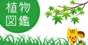 植物図鑑イメージ